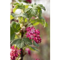 Kategorie <b>Laubbäume </b> - Ribes sanguineum 'Pulborough Scarlet'