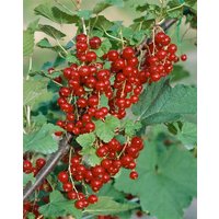 Kategorie <b>Obst </b> - Ribes rubrum 'Jonkheer van Tets'