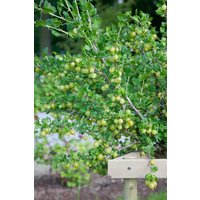 Kategorie <b>Beeren </b> - Ribes uva-crispa Karlin'