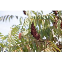 Kategorie <b>Produkt nicht gewünscht </b> - Rhus typhina 'Dissecta'