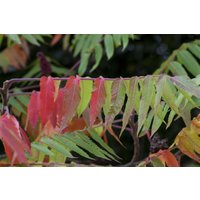 Kategorie <b>Produkt nicht gewünscht </b> - Rhus typhina