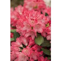 Kategorie <b>Rhododendron </b> - Rhododendron yak.'Sneezy'