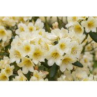 Kategorie <b>Rhododendron </b> - Rhododendron yak.'Millenium Gold'