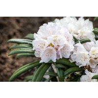 Kategorie <b>Rhododendron </b> - Rhododendron yak.'Makiyak'