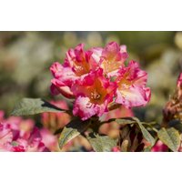 Kategorie <b>Rhododendron </b> - Rhododendron yak.'Barbarella'