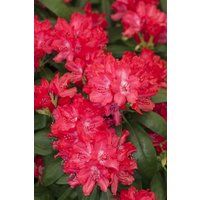 Kategorie <b>Rhododendron </b> - Rhododendron yak.'Astrid' -R-