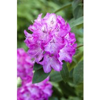 Kategorie <b>Rhododendron </b> - Rhododendron williams.'Andrea'