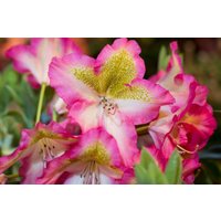 Kategorie <b>Rhododendron </b> - Rhododendron viscosum 'Quiet Thoughts'