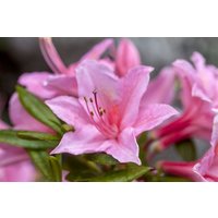 Rhododendron - Rhododendron viscosum 'Jolie Madame'