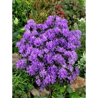 Kategorie <b>Rhododendron </b> - Rhododendron russatum 'Purple Pillow'