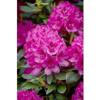 Kategorie <b>Rhododendron </b> - Rhododendron PG 1 'Nova Zembla'