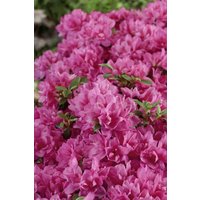 Kategorie <b>Produkt nicht gewünscht </b> - Rhododendron obt.'Petticoat' -R-