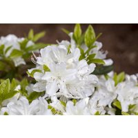 Kategorie <b>Rhododendron </b> - Rhododendron obt.'Palestrina'