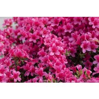 Rhododendron - Rhododendron obt.'Michiko'