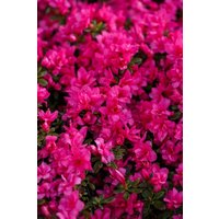 Kategorie <b>Produkt nicht gewünscht </b> - Rhododendron obt.'Melina'