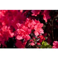 Kategorie <b>Produkt nicht gewünscht </b> - Rhododendron obt.'Maruschka' -R-