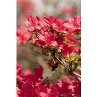 Kategorie <b>Rhododendron </b> - Rhododendron obt.'Hino-crimson'
