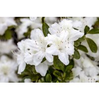 Kategorie <b>Rhododendron </b> - Rhododendron obt.'Diamant Weiß' -R-