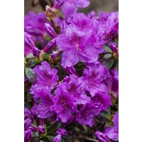 Kategorie <b>Rhododendron </b> - Rhododendron obt.'Diamant Rosa' -R-