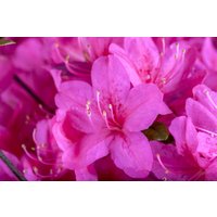 Kategorie <b>Rhododendron </b> - Rhododendron obt.'Diamant Purpur' -R-