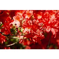 Kategorie <b>Rhododendron </b> - Rhododendron lut. 'Fireball'