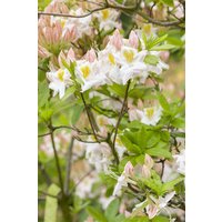 Kategorie <b>Rhododendron </b> - Rhododendron lut.'Persil'