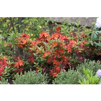Kategorie <b>Rhododendron </b> - Rhododendron lut.'Parkfeuer'