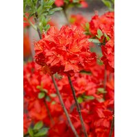 Kategorie <b>Produkt nicht gewünscht </b> - Rhododendron lut.'Nabucco'