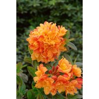 Kategorie <b>Rhododendron </b> - Rhododendron lut.'Csardas'