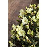 Kategorie <b>Rhododendron </b> - Rhododendron ludlowii 'Wren'