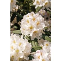 Kategorie <b>Rhododendron </b> - Rhododendron INKARHO ® weiße Dufthecke