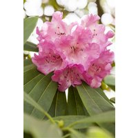 Kategorie <b>Rhododendron </b> - Rhododendron INKARHO ® rosa Dufthecke