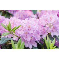 Kategorie <b>Rhododendron </b> - Rhododendron INKARHO ® lila Dufthecke