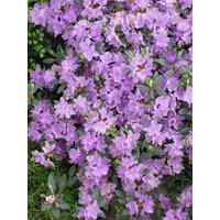 Kategorie <b>Rhododendron </b> - Rhododendron impeditum 'Ramapo'