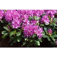 Kategorie <b>Rhododendron </b> - Rhododendron Hybr.'Pink Purple Dream' -R-