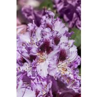 Kategorie <b>Rhododendron </b> - Rhododendron Hybr.'Pfauenauge' -R-