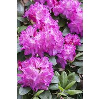 Kategorie <b>Rhododendron </b> - Rhododendron Hybr.'Omega'