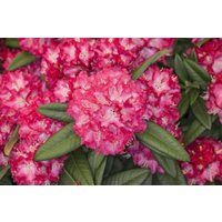 Kategorie <b>Rhododendron </b> - Rhododendron Hybr.'Nofretete'