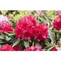 Kategorie <b>Rhododendron </b> - Rhododendron Hybr.'Lagerfeuer'
