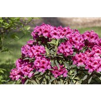 Kategorie <b>Rhododendron </b> - Rhododendron Hybr.'Homer'