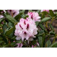 Kategorie <b>Rhododendron </b> - Rhododendron Hybr.'Herbstfreude'
