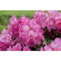 Kategorie <b>Rhododendron </b> - Rhododendron Hybr.'Haithabu' -R-