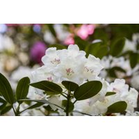 Kategorie <b>Rhododendron </b> - Rhododendron Hybr.'Hachm.Picobello' -R-
