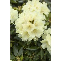 Kategorie <b>Rhododendron </b> - Rhododendron Hybr.'Goldkrone' -R-
