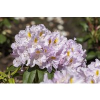 Kategorie <b>Rhododendron </b> - Rhododendron Hybr.'Genoveva'