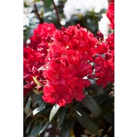 Kategorie <b>Rhododendron </b> - Rhododendron Hybr.'Erato' -R-