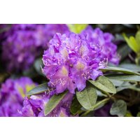 Kategorie <b>Rhododendron </b> - Rhododendron Hybr.'Effner'