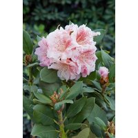 Kategorie <b>Rhododendron </b> - Rhododendron Hybr.'Double Dots' -R-