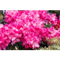 Kategorie <b>Rhododendron </b> - Rhododendron Hybr.'Caruso' -R-
