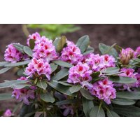 Kategorie <b>Rhododendron </b> - Rhododendron Hybr.'Belami' -R-